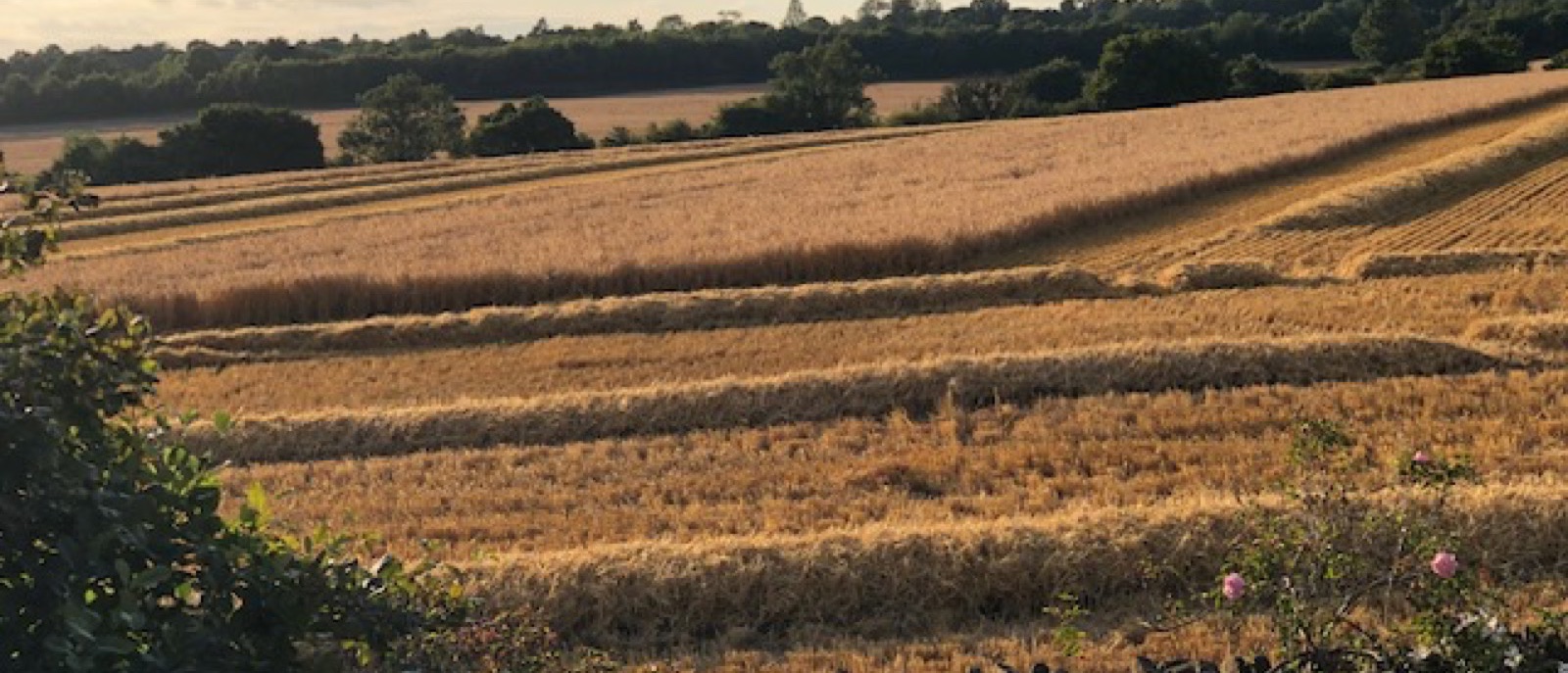 Golden harvested fields in low evening light, seen over a drystone wall with roses in the foreground and woodland beyond.