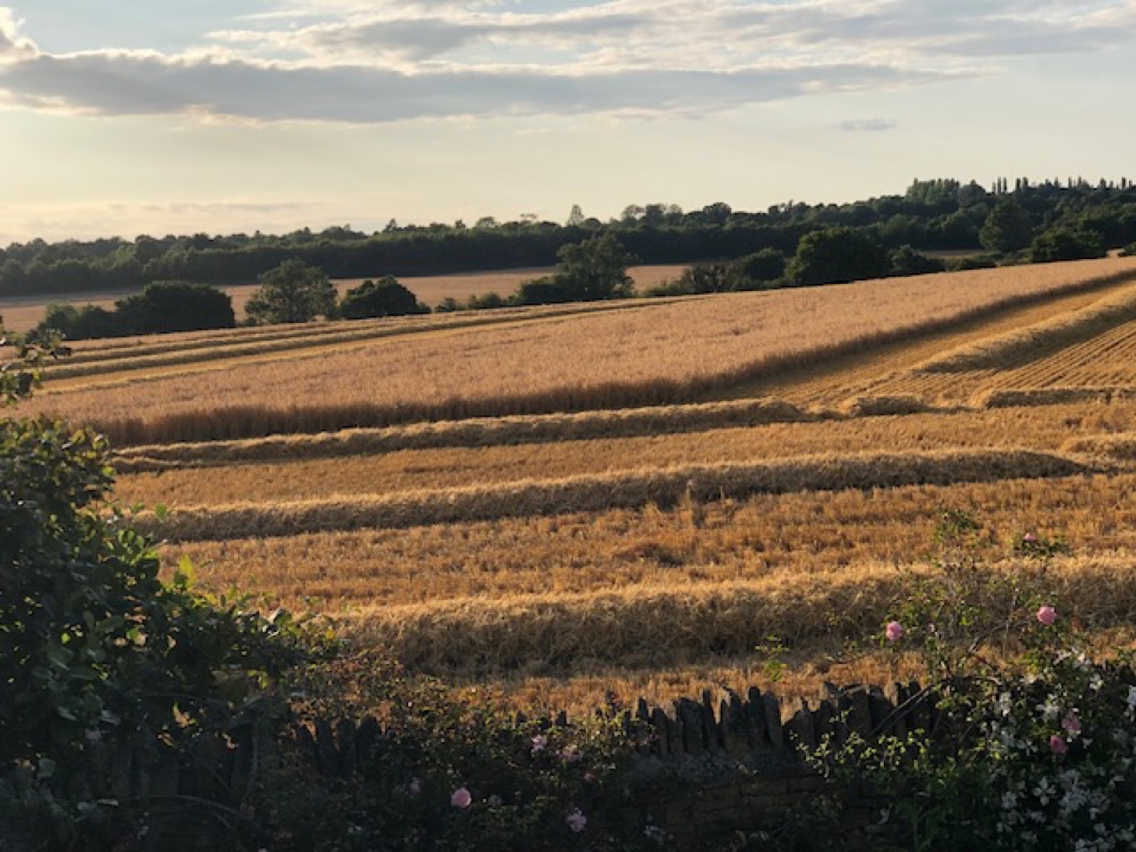Golden harvested fields in low evening light, seen over a drystone wall with roses in the foreground and woodland beyond.