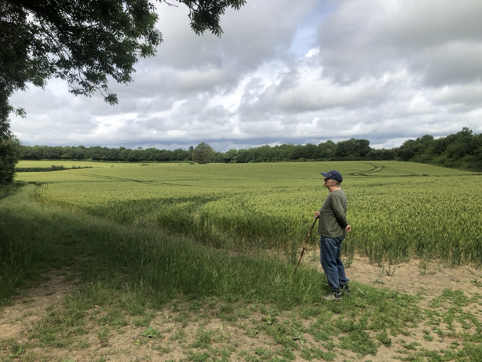 A walker with a stick pauses on a grassy footpath beside a large green wheat field under a cloudy summer sky, woodland on the horizon.
